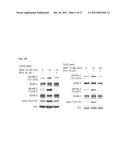 Methods for Inhibiting Cancer Cell Proliferation diagram and image