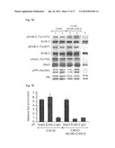 Methods for Inhibiting Cancer Cell Proliferation diagram and image