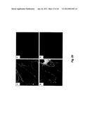 NITRIC OXIDE-RELEASING PARTICLES FOR NITRIC OXIDE THERAPEUTICS AND     BIOMEDICAL APPLICATIONS diagram and image