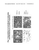 Human Endogenous Retrovirus with Foamy-Like Properties and Uses Thereof diagram and image