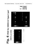 Human Endogenous Retrovirus with Foamy-Like Properties and Uses Thereof diagram and image