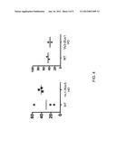 Common Light Chain Mouse diagram and image