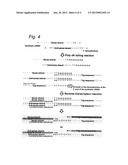 Synthetic siRNA Detection Method diagram and image