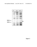 Phosphorylated NF45 Biomarkers, Antibodies And Methods Of Using Same diagram and image