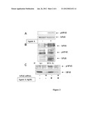 Phosphorylated NF45 Biomarkers, Antibodies And Methods Of Using Same diagram and image