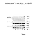 Phosphorylated NF45 Biomarkers, Antibodies And Methods Of Using Same diagram and image