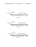 METHODS FOR TESTING LIGAND BINDING TO G PROTEIN-COUPLED RECEPTORS diagram and image