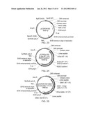 METHODS FOR TESTING LIGAND BINDING TO G PROTEIN-COUPLED RECEPTORS diagram and image