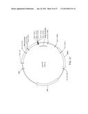 BIOLOGICAL METHODS FOR PREPARING ADIPIC ACID diagram and image