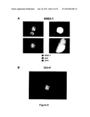 METHODS FOR ISOLATING VERY SMALL EMBRYONIC-LIKE (VSEL) STEM CELLS diagram and image