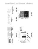 EFFICIENT INDUCTION OF PLURIPOTENT STEM CELLS USING SMALL MOLECULE     COMPOUNDS diagram and image