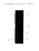 DEVICES AND METHODS FOR BATCH PROCESSING MAGNETIC BEAD ASSAYS diagram and image