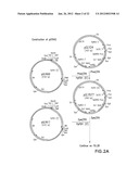 SURFACE DISPLAY OF WHOLE ANTIBODIES IN EUKARYOTES diagram and image