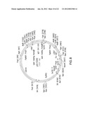 SURFACE DISPLAY OF WHOLE ANTIBODIES IN EUKARYOTES diagram and image