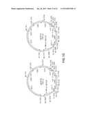 SURFACE DISPLAY OF WHOLE ANTIBODIES IN EUKARYOTES diagram and image