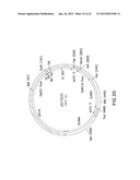 SURFACE DISPLAY OF WHOLE ANTIBODIES IN EUKARYOTES diagram and image