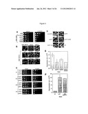 METHODS AND COMPOSITIONS FOR EXTENDING THE LIFE SPAN AND INCREASING THE     STRESS RESISTANCE OF CELLS AND ORGANISMS diagram and image