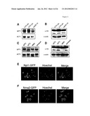 METHODS AND COMPOSITIONS FOR EXTENDING THE LIFE SPAN AND INCREASING THE     STRESS RESISTANCE OF CELLS AND ORGANISMS diagram and image