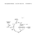 METHODS AND COMPOSITIONS FOR EXTENDING THE LIFE SPAN AND INCREASING THE     STRESS RESISTANCE OF CELLS AND ORGANISMS diagram and image