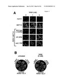 METHODS AND COMPOSITIONS FOR EXTENDING THE LIFE SPAN AND INCREASING THE     STRESS RESISTANCE OF CELLS AND ORGANISMS diagram and image