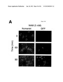 METHODS AND COMPOSITIONS FOR EXTENDING THE LIFE SPAN AND INCREASING THE     STRESS RESISTANCE OF CELLS AND ORGANISMS diagram and image