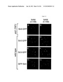 METHODS AND COMPOSITIONS FOR EXTENDING THE LIFE SPAN AND INCREASING THE     STRESS RESISTANCE OF CELLS AND ORGANISMS diagram and image