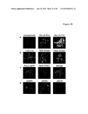 METHODS AND COMPOSITIONS FOR EXTENDING THE LIFE SPAN AND INCREASING THE     STRESS RESISTANCE OF CELLS AND ORGANISMS diagram and image