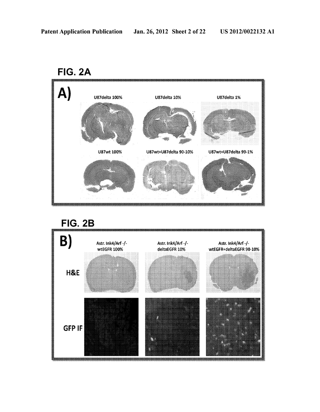 COMPOSITIONS AND METHODS FOR INHIBITING EXPRESSION OF MUTANT EGFR GENE - diagram, schematic, and image 03