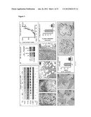 PHD2  INHIBITION FOR BLOOD VESSEL NORMALIZATION, AND USES THEREOF diagram and image