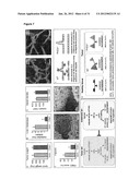 PHD2  INHIBITION FOR BLOOD VESSEL NORMALIZATION, AND USES THEREOF diagram and image