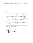 PHD2  INHIBITION FOR BLOOD VESSEL NORMALIZATION, AND USES THEREOF diagram and image