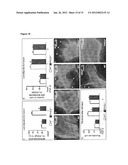 PHD2  INHIBITION FOR BLOOD VESSEL NORMALIZATION, AND USES THEREOF diagram and image