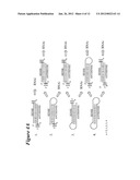 RNA Interference Mediated Inhibition of the Thymic Stromal Lymphopoietin     (TSLP) Gene Expression Using Short Interfering Nucliec Acid (siNA) diagram and image