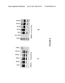 Antisense Oligonucleotides for Inducing Exon Skipping and Methods of Use     Thereof diagram and image