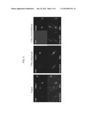 METHOD FOR PREVENTING DAMAGE TO NUCLEAR MEMBRANE OF SKIN CELL BY     ADMINISTERING AMENTOFLAVONE diagram and image