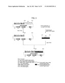 EFFECTOR FUNCTION ENHANCED RECOMBINANT ANTIBODY COMPOSITION diagram and image