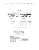 EFFECTOR FUNCTION ENHANCED RECOMBINANT ANTIBODY COMPOSITION diagram and image