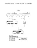 EFFECTOR FUNCTION ENHANCED RECOMBINANT ANTIBODY COMPOSITION diagram and image