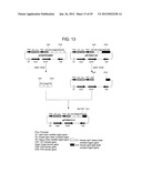 EFFECTOR FUNCTION ENHANCED RECOMBINANT ANTIBODY COMPOSITION diagram and image