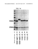 EFFECTOR FUNCTION ENHANCED RECOMBINANT ANTIBODY COMPOSITION diagram and image