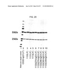 EFFECTOR FUNCTION ENHANCED RECOMBINANT ANTIBODY COMPOSITION diagram and image