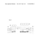 NEISSERIAL VACCINE COMPOSITIONS COMPRISING A COMBINATION OF ANTIGENS diagram and image