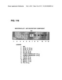 RECEPTOR GENE SCREENING FOR DETECTING OR DIAGNOSING CANCER diagram and image