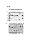 RECEPTOR GENE SCREENING FOR DETECTING OR DIAGNOSING CANCER diagram and image