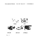 RAD9 AS A DIAGNOSTIC, PROGNOSTIC AND THERAPEUTIC TOOL FOR PROSTATE CANCER diagram and image