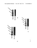 RAD9 AS A DIAGNOSTIC, PROGNOSTIC AND THERAPEUTIC TOOL FOR PROSTATE CANCER diagram and image