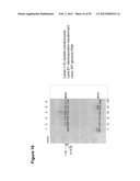 CHLORELLA SPECIES CONTAINING EXOGENOUS GENES diagram and image