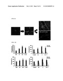 PRODUCTION PROCESS OF GENDER-SPECIFIC SERUM AND BIOMARKER USING THE SERUM diagram and image