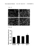 PRODUCTION PROCESS OF GENDER-SPECIFIC SERUM AND BIOMARKER USING THE SERUM diagram and image