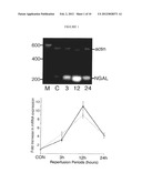 METHOD AND KIT FOR DETECTING THE EARLY ONSET OF RENAL TUBULAR CELL INJURY diagram and image